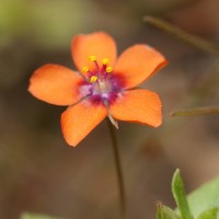 Scarlet Pimpernel